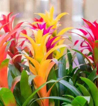 Bromeliad Care How To Grow Bromeliad Plants e1727118962168