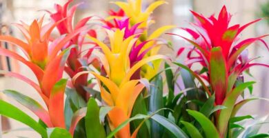 Bromeliad Care How To Grow Bromeliad Plants e1727118962168