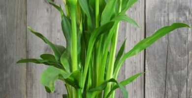 growing calla lilies calla lily care guide