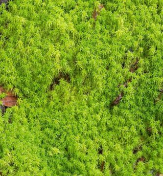 information about sphagnum peat moss