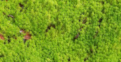 information about sphagnum peat moss