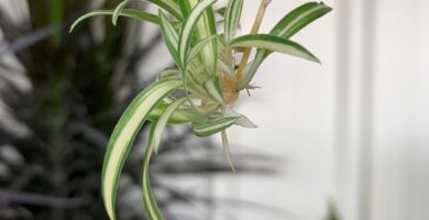 propagating spiderettes learn how to root spider plant babies