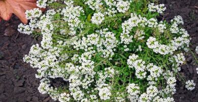 sweet alyssum complete plant care and growing guide