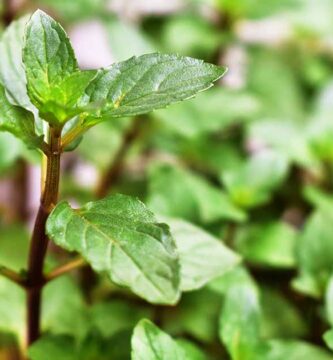 How to Grow and Use Chocolate Mint 2 How to Grow Chocolate Mint FB