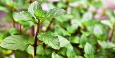 How to Grow Chocolate Mint FB