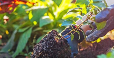 Planting Perennials In Fall: How To Guarantee New Shrubs And Flowers Thrive 16 SNM5KXiKSfYcebdvE7DRxh 1200 80