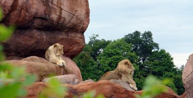 8 Largest Zoos in the World 118 toronto zoo