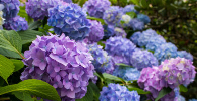 When To Plant Hydrangeas To Give Them A Robust Begin 29 P6EJipxHtGWMdhKqRk4Zoi