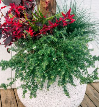 Simple Thriller, Filler, Spiller Recipe for Christmas Planters 2 8h5tGpSh6ZzvJrWoPbWe3j 2000 80
