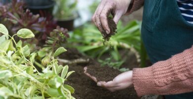 Trench Composting: The Straightforward Winter Hack for Backyard Gold 4 oXkad3qesP5NAJYFfYJFm8 2000 80