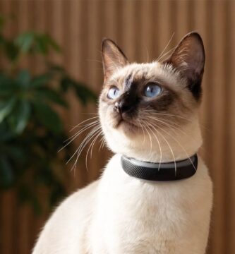 Tractive Cat 6 mini