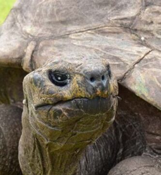 La historia de la tortuga Jonathan, dueña del Récord Guinness con 193 años de vida 1 de acuerdo con el portal digital de guinnes world 3FW7CRY5SRASRL6MBNJ2I5E7WA
