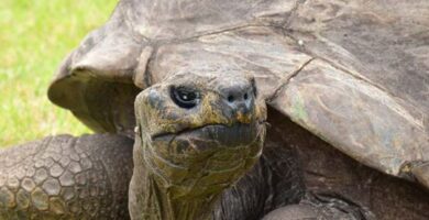 de acuerdo con el portal digital de guinnes world 3FW7CRY5SRASRL6MBNJ2I5E7WA