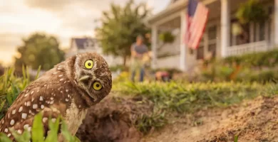 'Secret Garden', David Attenborough's latest BBC hit, premieres in the US
