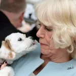 Queen Camilla narrowly avoids enthusiastic licking from excited puppy while meeting crowds – watch