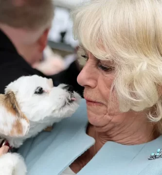 Queen Camilla narrowly avoids enthusiastic licking from excited puppy while meeting crowds – watch