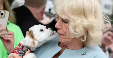 Queen Camilla narrowly avoids enthusiastic licking from excited pet whereas assembly crowds – watch 7 Queen Camilla narrowly avoids enthusiastic licking from excited puppy while meeting crowds – watch