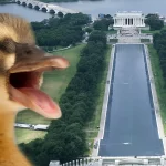 Dead animal found in reflecting pool after Trump admin pours hydrogen peroxide