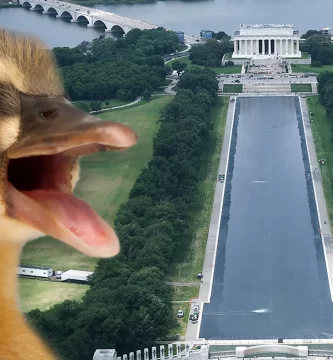 Dead animal found in reflecting pool after Trump admin pours hydrogen peroxide
