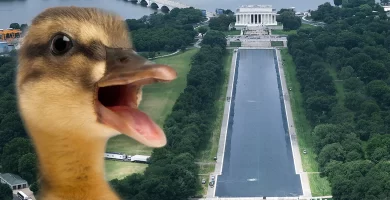Useless animal present in reflecting pool after Trump admin pours hydrogen peroxide 6 Dead animal found in reflecting pool after Trump admin pours hydrogen peroxide