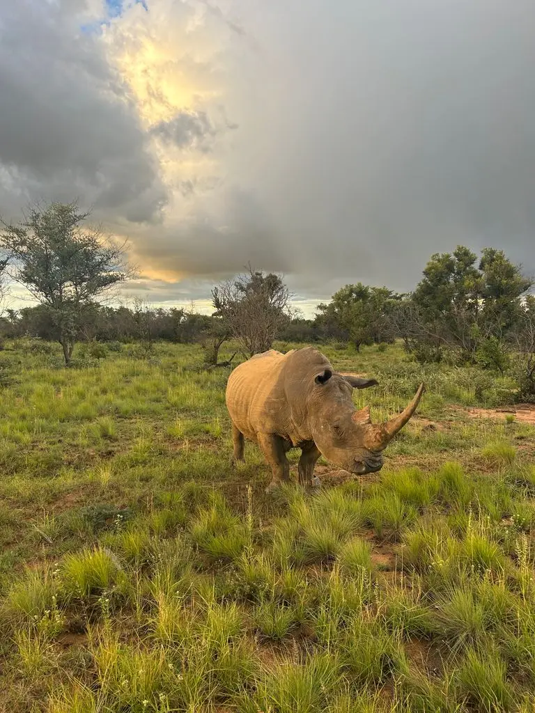 from rhino watching to avoiding malaria 6 A photo of a rhino