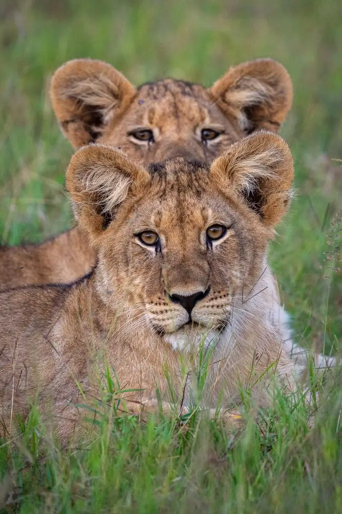 from rhino watching to avoiding malaria 1 A photo of two lions in the grass
