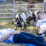 The moment Prince Harry was injured by a rambunctious goat