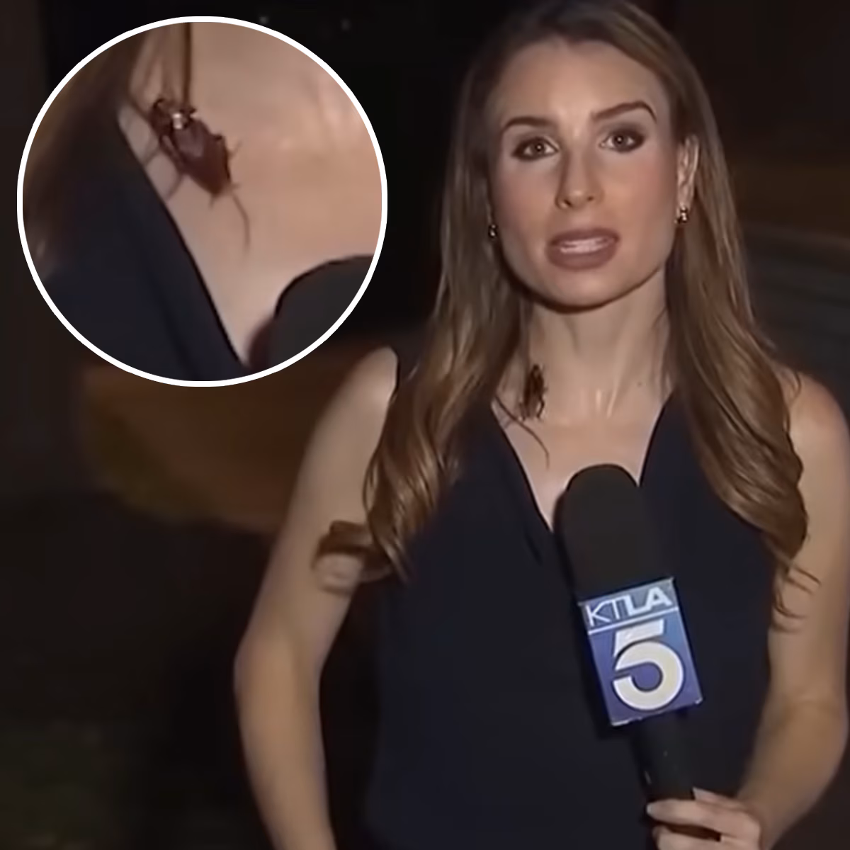 Cockroach crawls on reporter during live TV broadcast: video