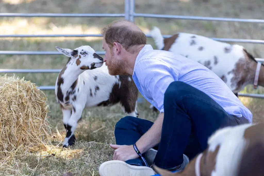 The second Prince Harry was injured by a rambunctious goat 1 The royal was surrounded by goats