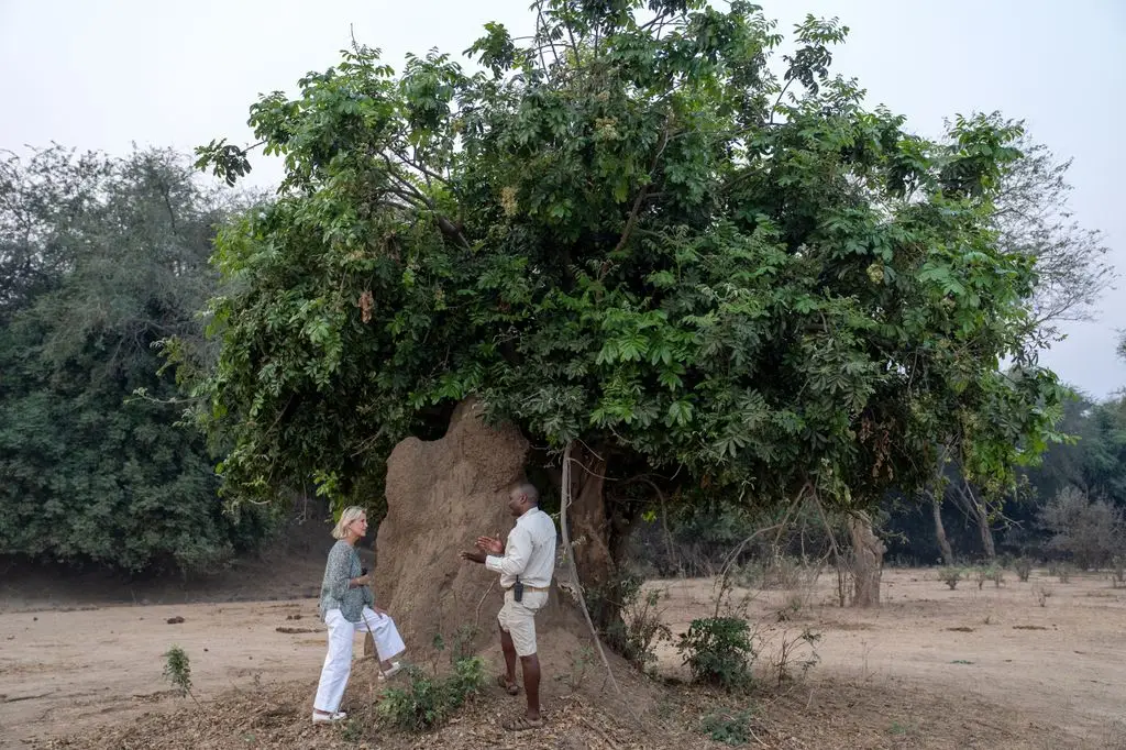 Duchess Sophie's unforgettable encounter with elephants throughout an unique royal tour 2 The Duchess of Edinburgh (left) takes a closer look at a termite mound during a wildlife safari.