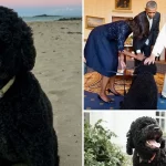 Sunny Dead, Barack Obama's family dog