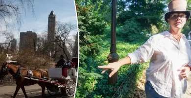 Carriage horse homeowners able to sue Central Park over lethal yew poisoning 29 Carriage horse owners ready to sue Central Park over deadly yew poisoning