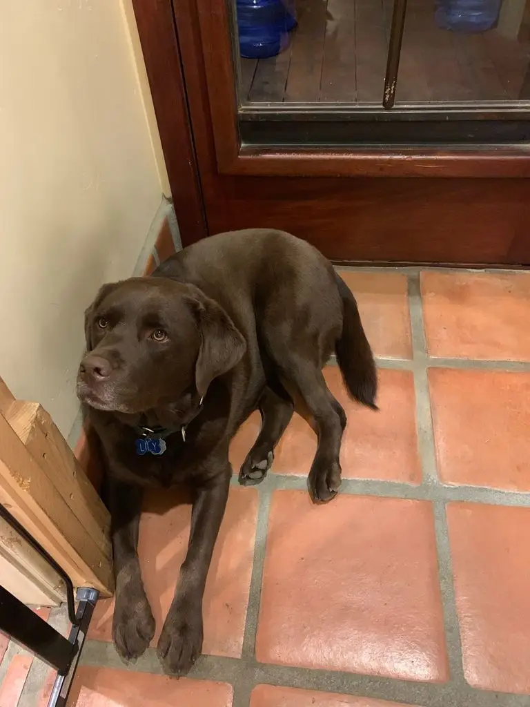 Noah Wyle dog Lily
