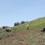 'Concrete Land' film still